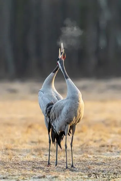 Symbolika żurawia