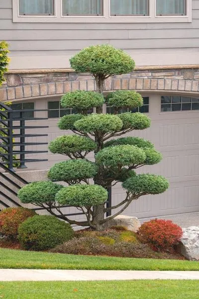 Sztuka tworzenia topiary