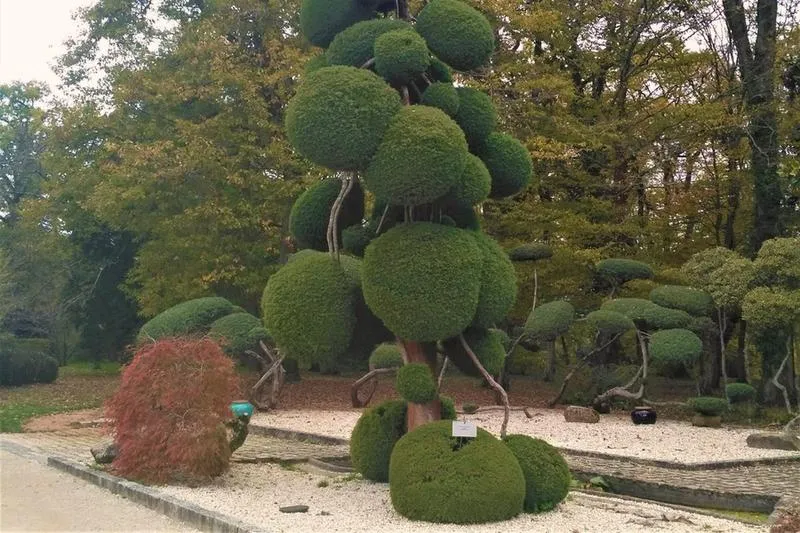 Topiary w ogrodzie